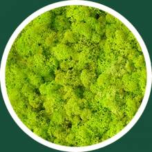 Grass